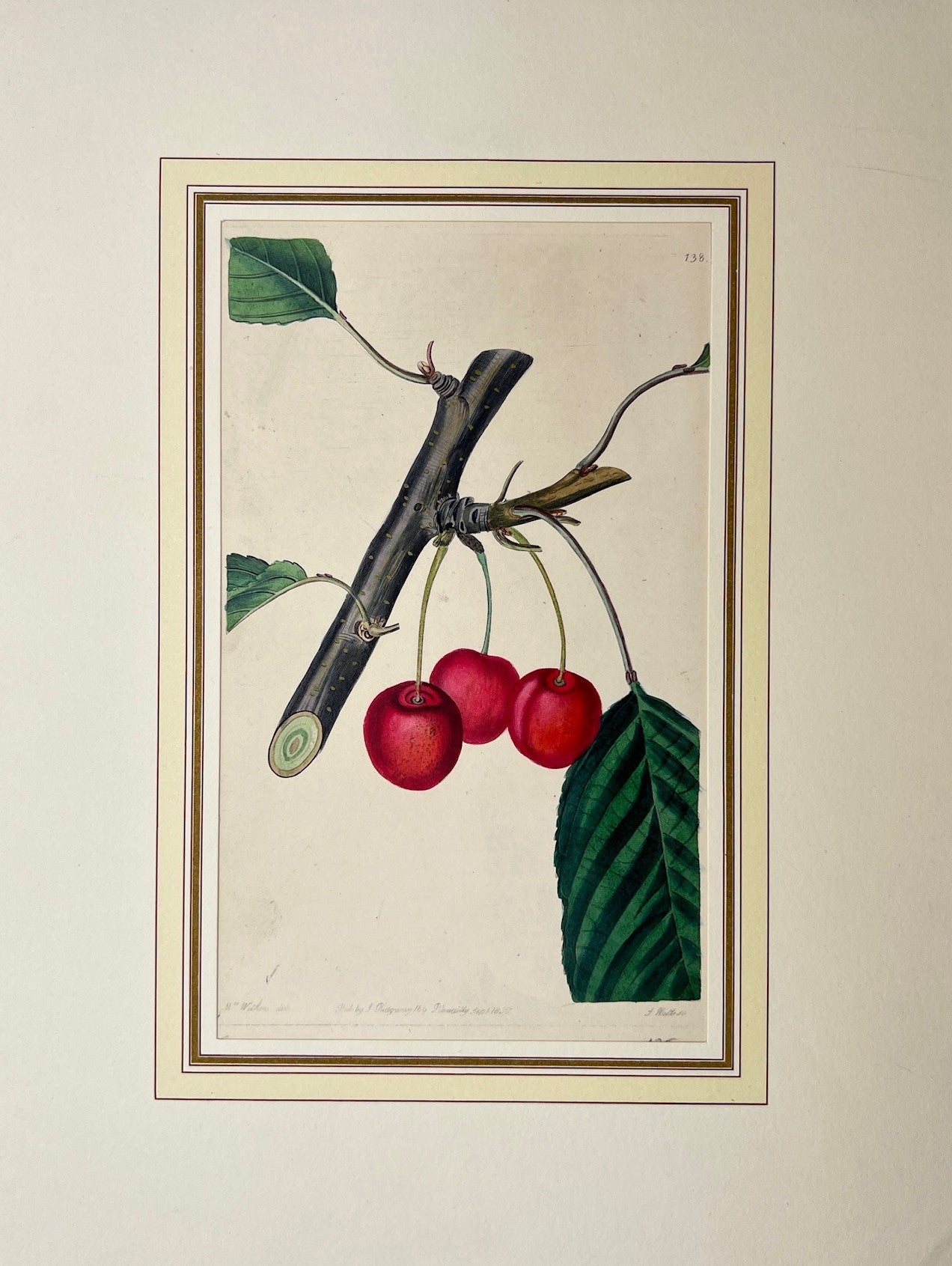 Antique Botanical Print - Edwards's Botanical Register - Cherry Tree - Ridgway