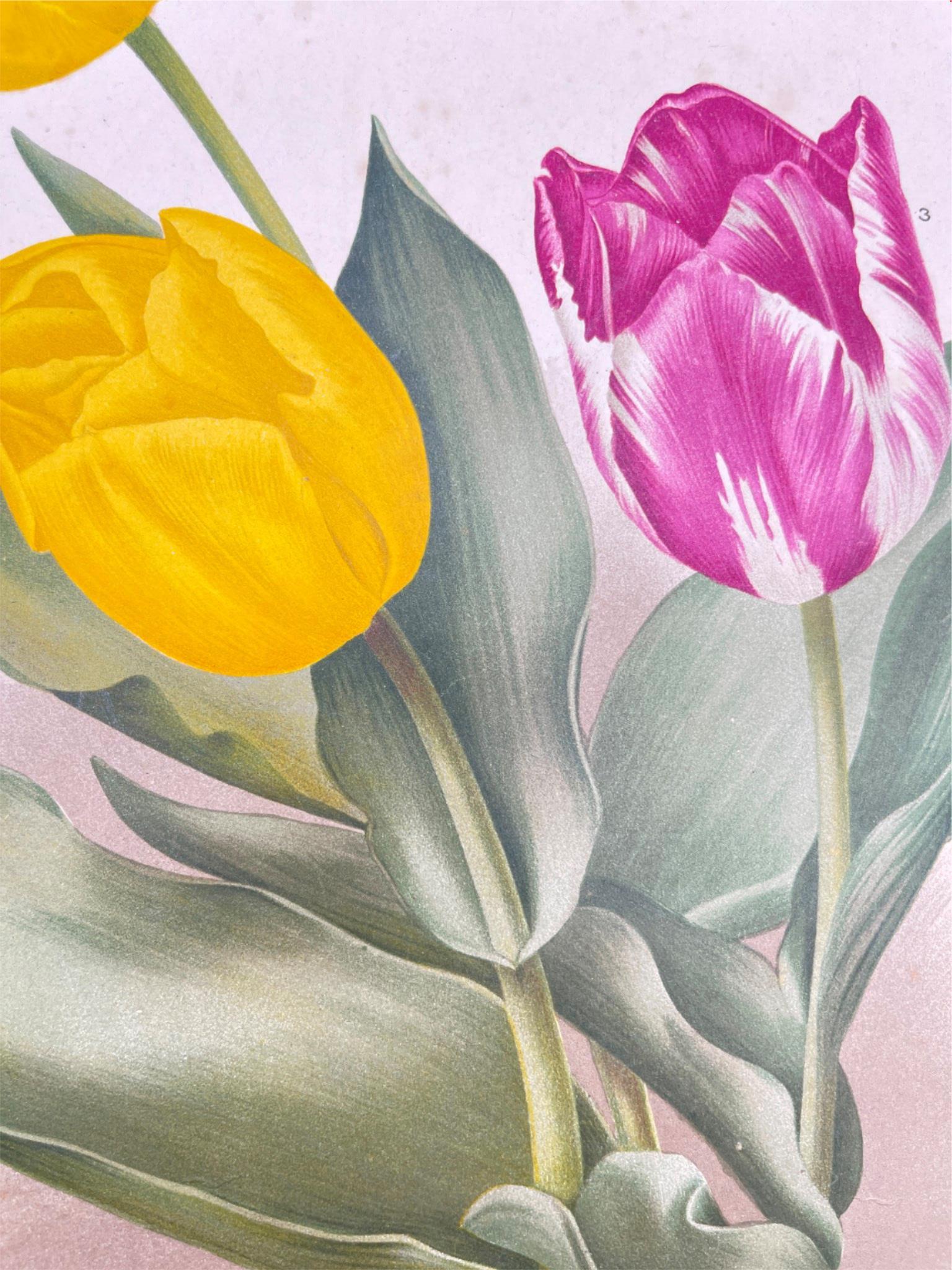 Antique Botanical Print - Flower Art - Florilegium Harlemense - Goffart - Dahlströms Fine Art