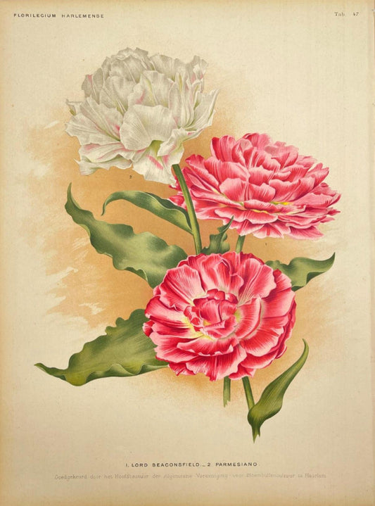 Antique Botanical Print - Flower Art - Lord Beaconsfield & Parmesiano - Goffart - Dahlströms Fine Art