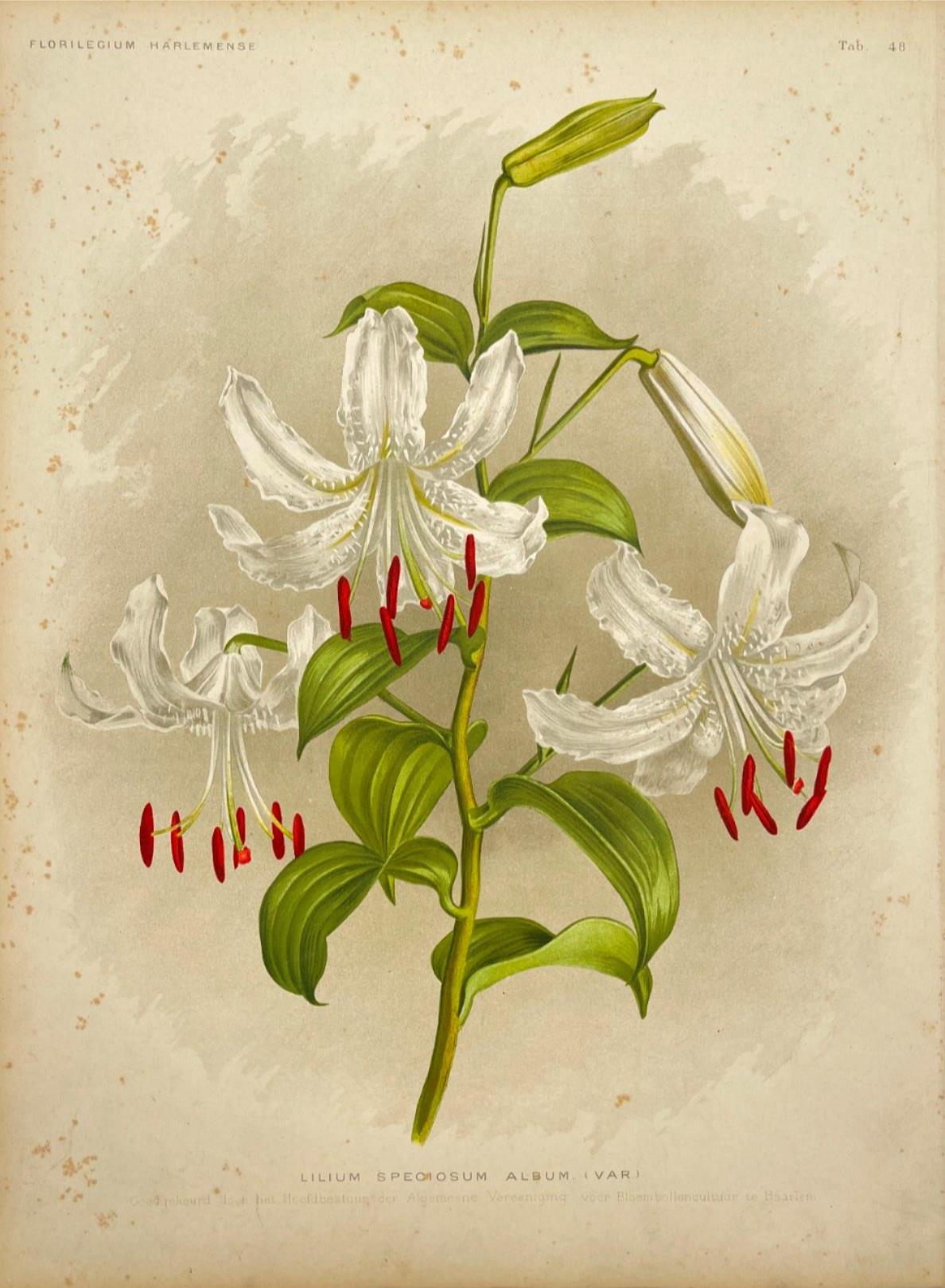 Antique Botanical Print - Flower Art - Oriental Lily Bulb - Goffart & Severeijns - Dahlströms Fine Art