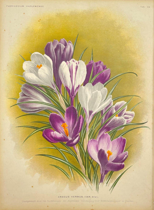 Antique Botanical Print - Flower Art - Crocus Vernus - Goffart & Severeijns - Dahlströms Fine Art