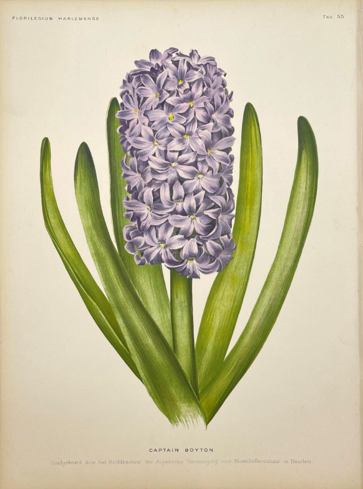 Antique Botanical Print - Flower Art - Hyacinth - Goffart & Severeijns - Dahlströms Fine Art
