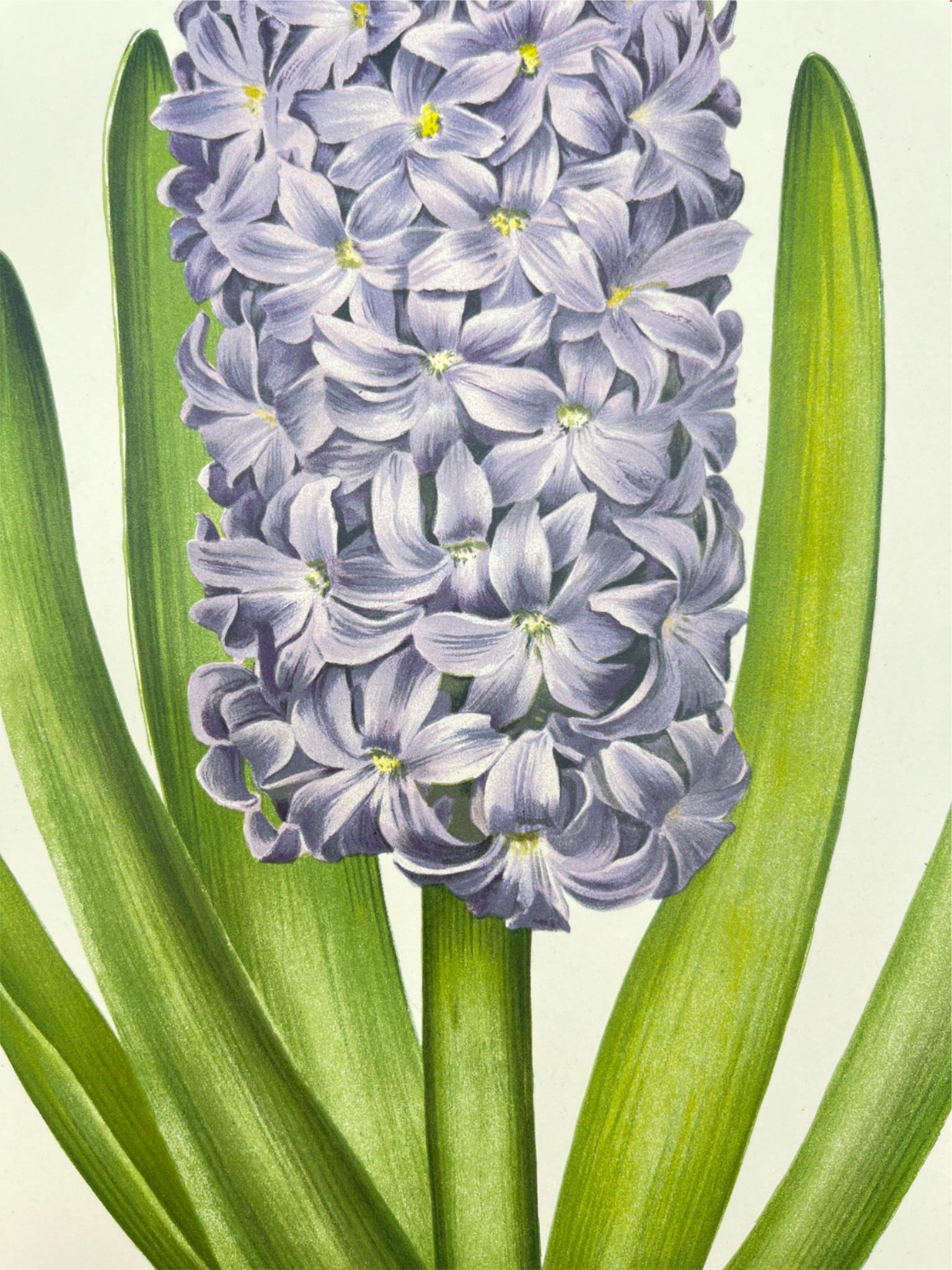 Antique Botanical Print - Flower Art - Hyacinth - Goffart & Severeijns - Dahlströms Fine Art