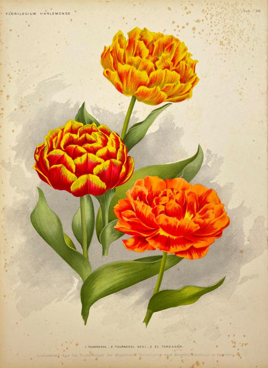 Antique Botanical Print - Flower Art - Tournesol - Goffart & Severeijns - Dahlströms Fine Art