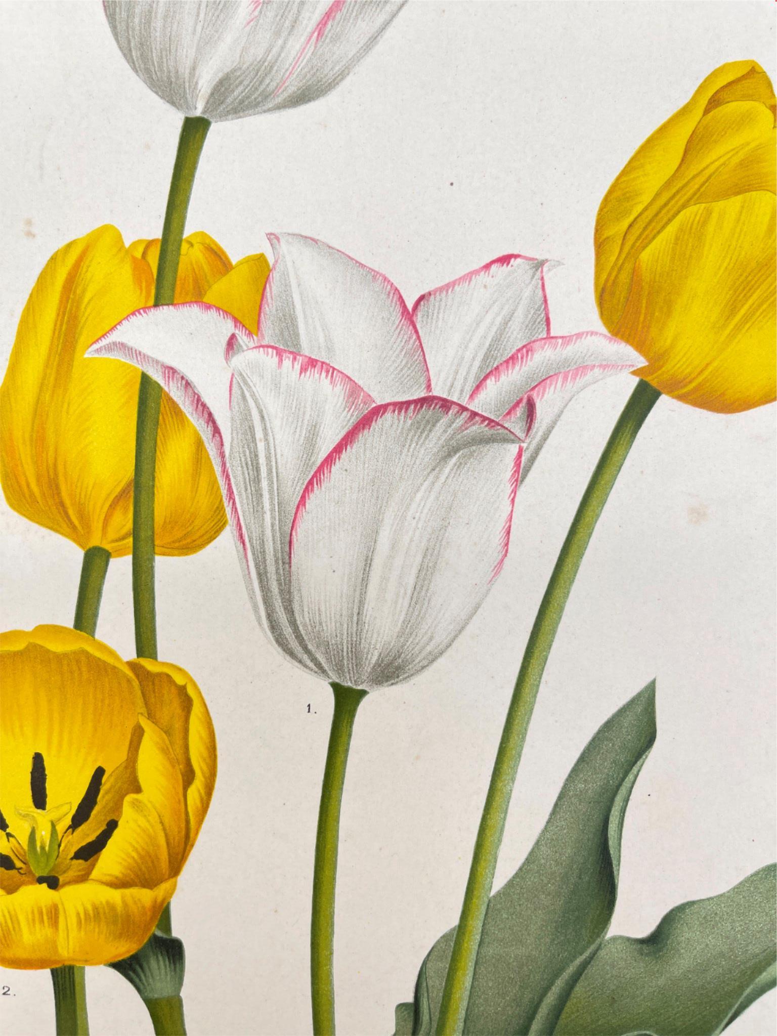 Antique Botanical Print - Flower Art - Picotee - Goffart & Severeijns - Dahlströms Fine Art