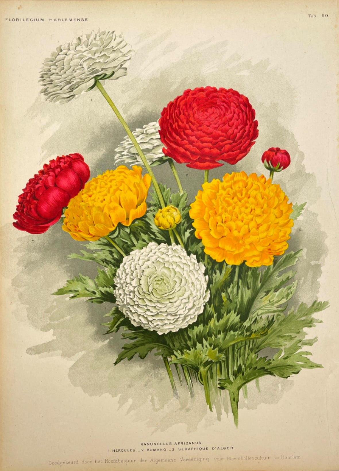 Antique Botanical Print - Flower Art - Ranunculus Africanus - Goffart - Dahlströms Fine Art