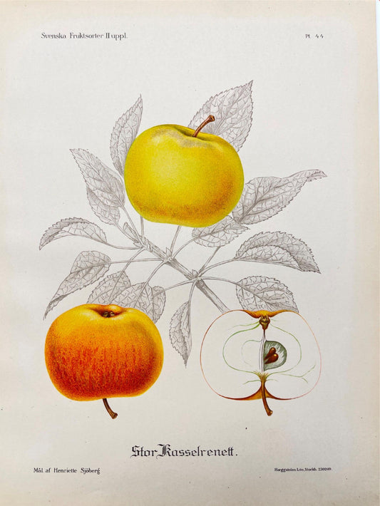 Vintage Fruit Print - Kitchen Botanical Print - Floral Art - Kassel Rennet Apple - Dahlströms Fine Art