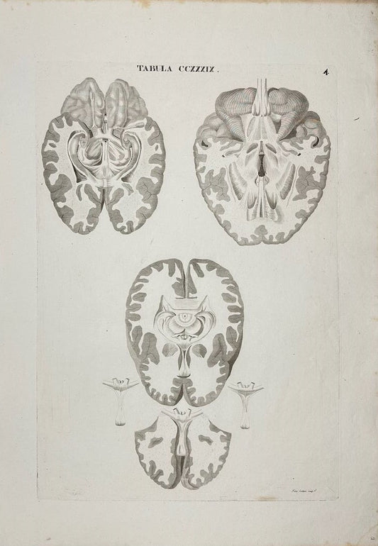 Rare Print - Human Brain - Icones Anatomicae - Iconum Anatomicarum Explicatio