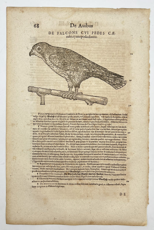 Rare Print Woodcut - Goosanders - Historia Animalium - Zurich - Switzerland