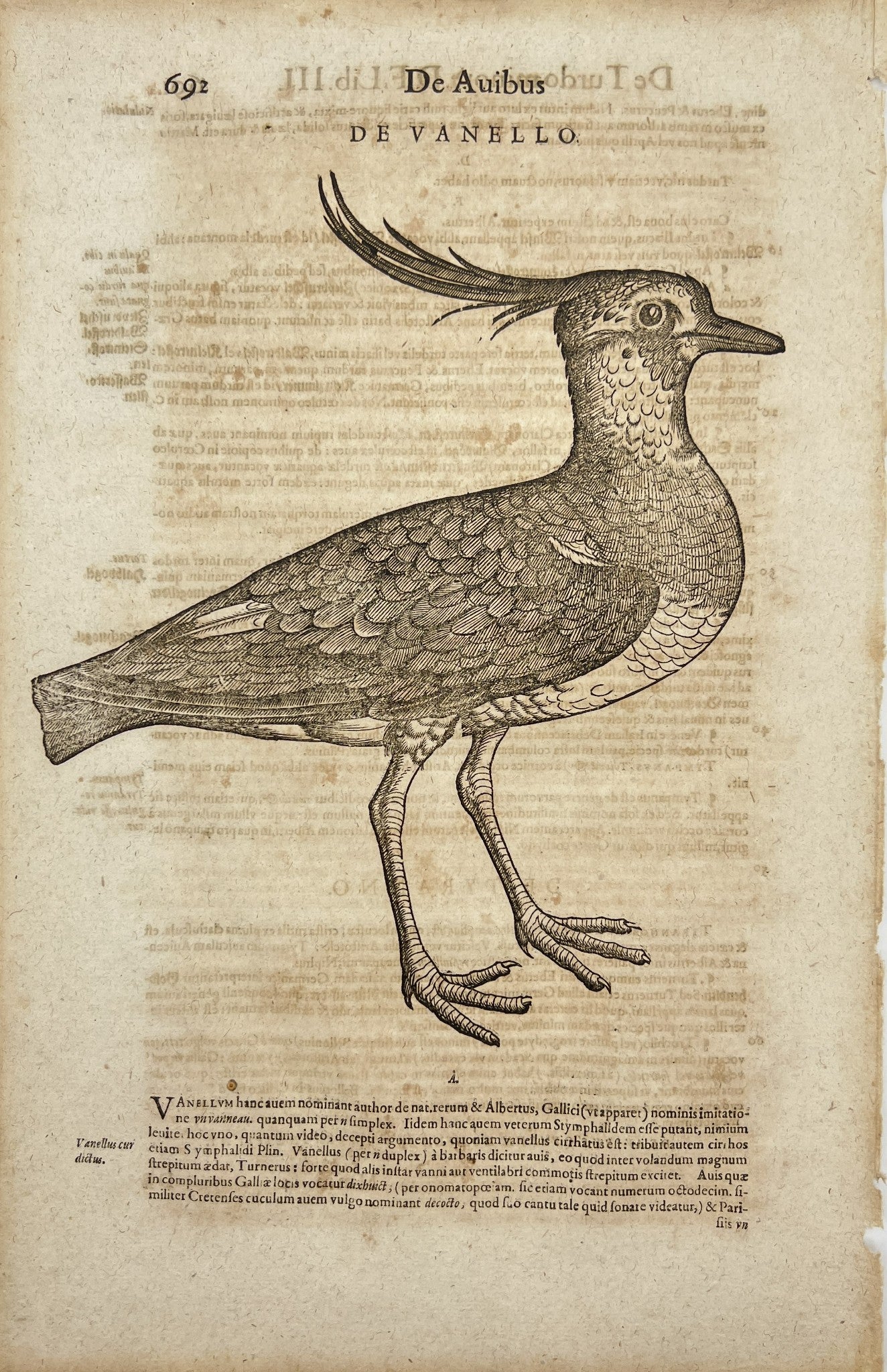 Original Antique Woodcut - Lapwing - Water Birds - Historia animalium - Gessner