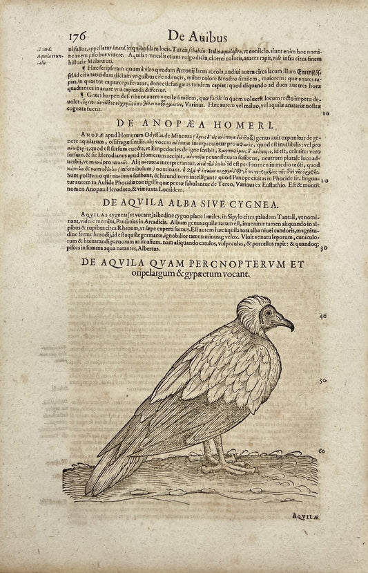 Rare Woodcut - Egyptian Vulture - Neophron Percnopterus - Bird - Conrad Gessner