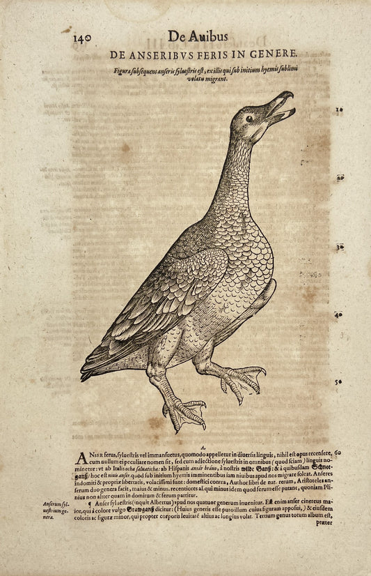 Original Lithography - Greylag Goose (Anser) - Domestic Goose - Conrad Gessner