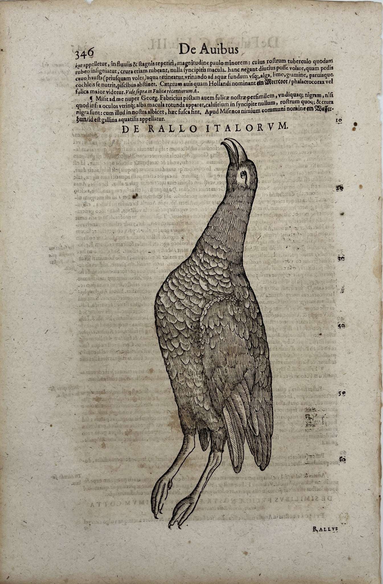 Original Woodcut - Ornithology - Waterhen - Water chicken - Zurich - Switzerland