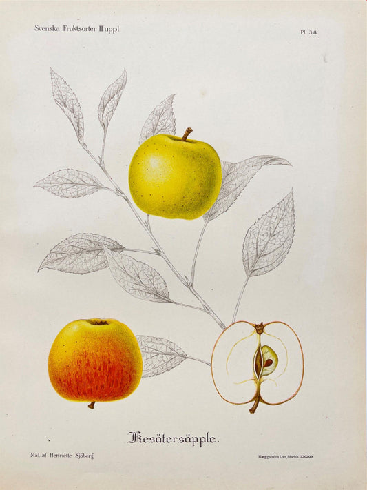 Vintage Fruit Print - Kitchen Botanical Print - Floral Art - Kesaters Apple - Dahlströms Fine Art