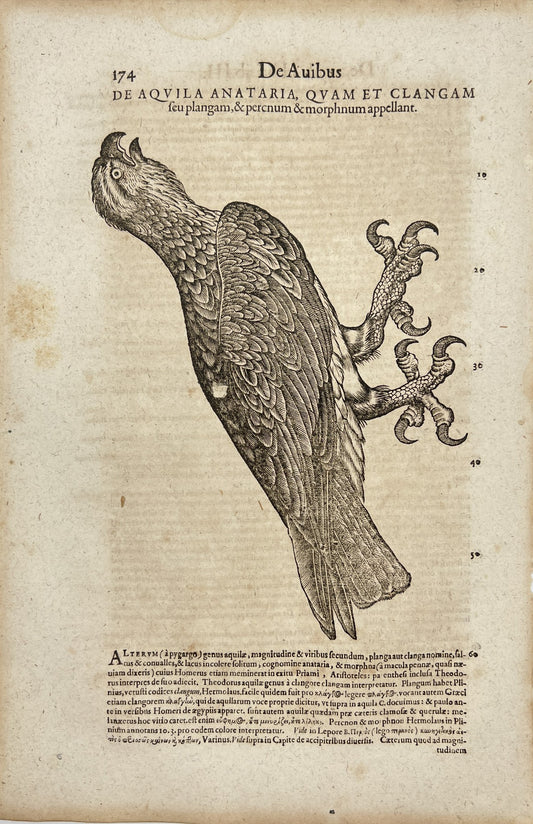 Woodcut Print - Aquila Anataria - Historia Animalum - Bird - Conrad Gessner