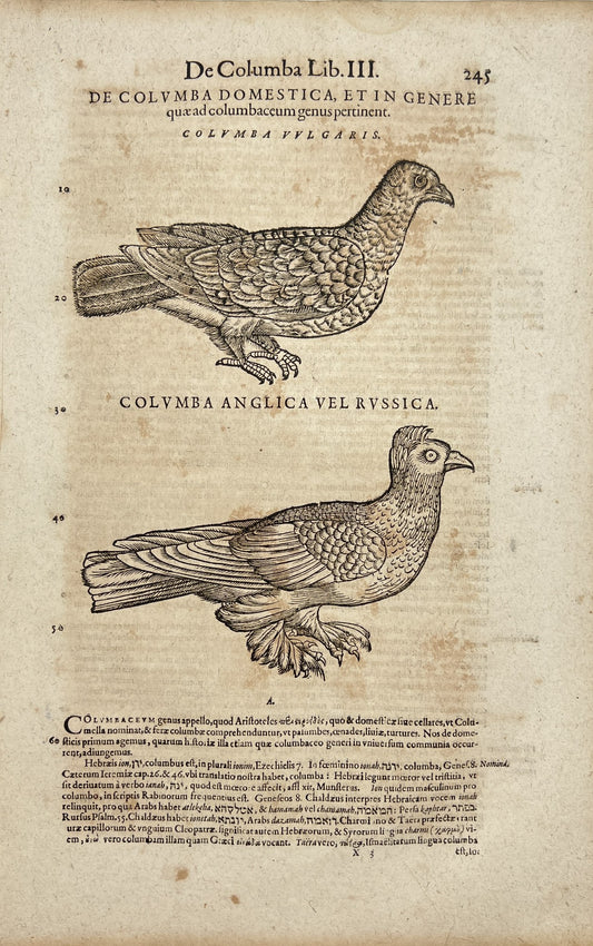 Original Lithography - Pigeons - Partridge - Disambiguation - Quary Birds