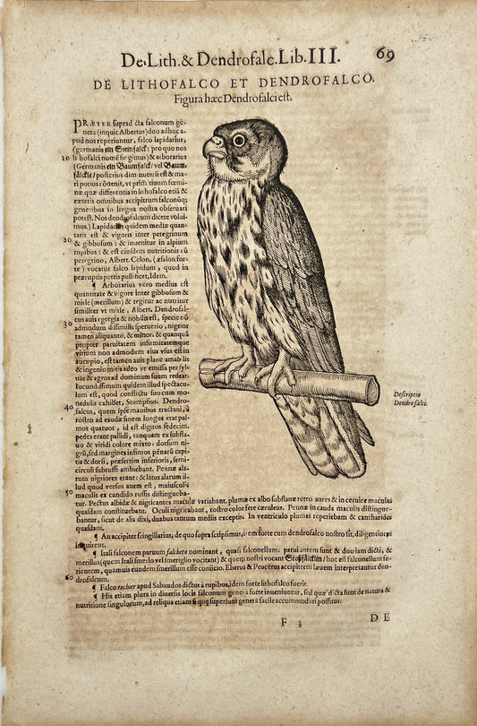 Original Antique - Falcon - Nature History - Bird - Historia Animalium - Zurich