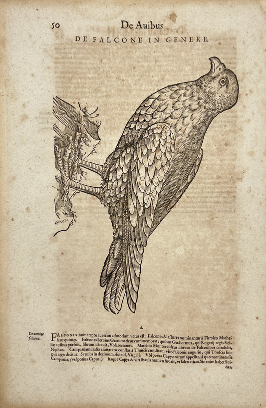 Rare Print Woodcut - Falcon - Falco - Historia Animalium - Zurich - Switzerland