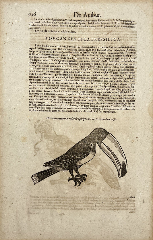 Woodcut Printing - Ornithology - Toucan - Historia Animalium - Conrad Gessner
