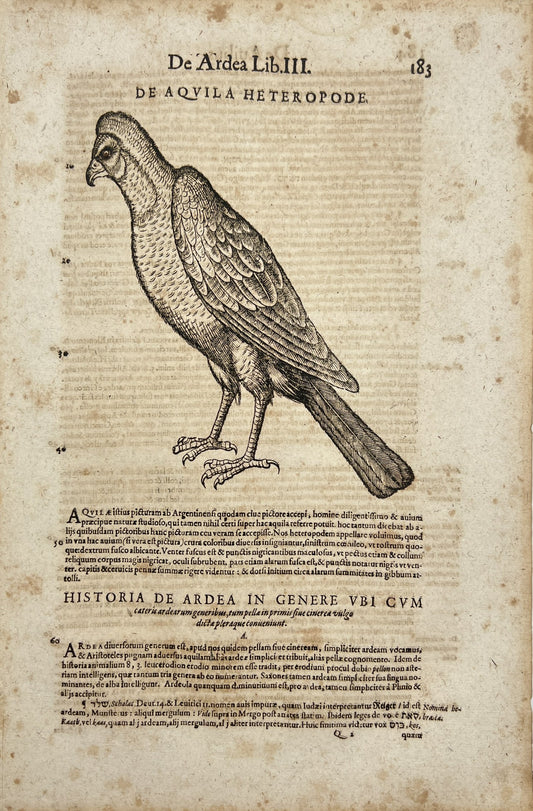 Rare Woodcut - Heteropoda - Rostrum Aquilae - Accipiter - Bird - Conrad Gessner