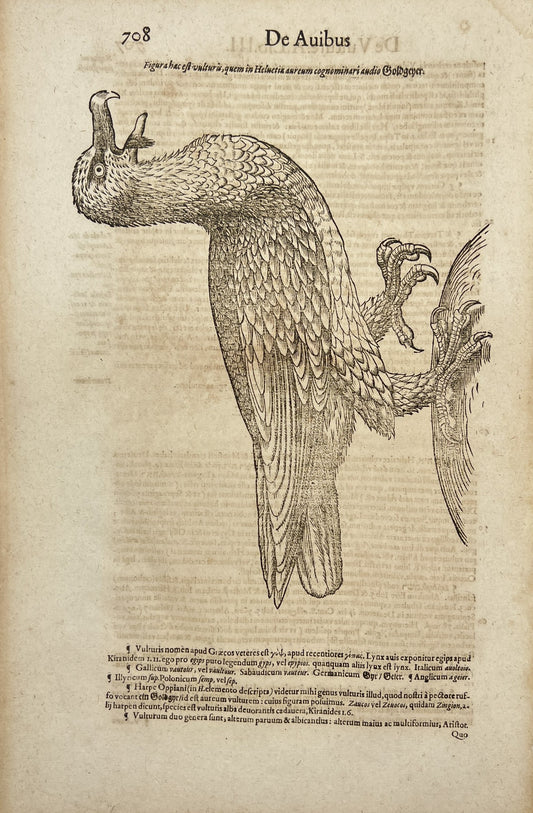 Woodcut Printing - Ornithology - Condor - Historia Animalium - Conrad Gessner