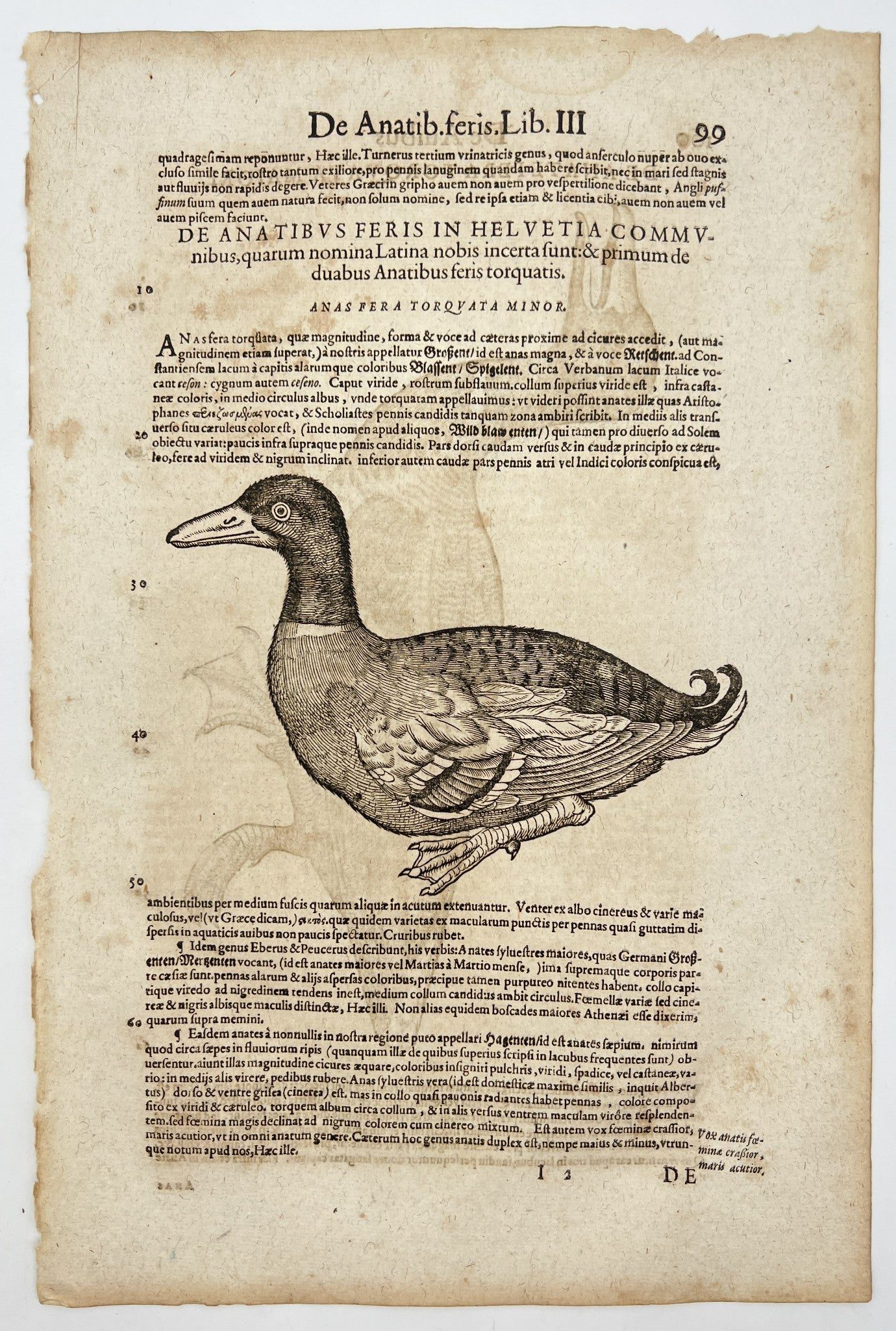 Antique Woodcut - Historia Animalium - Mallard Duck - Zurich - Switzerland