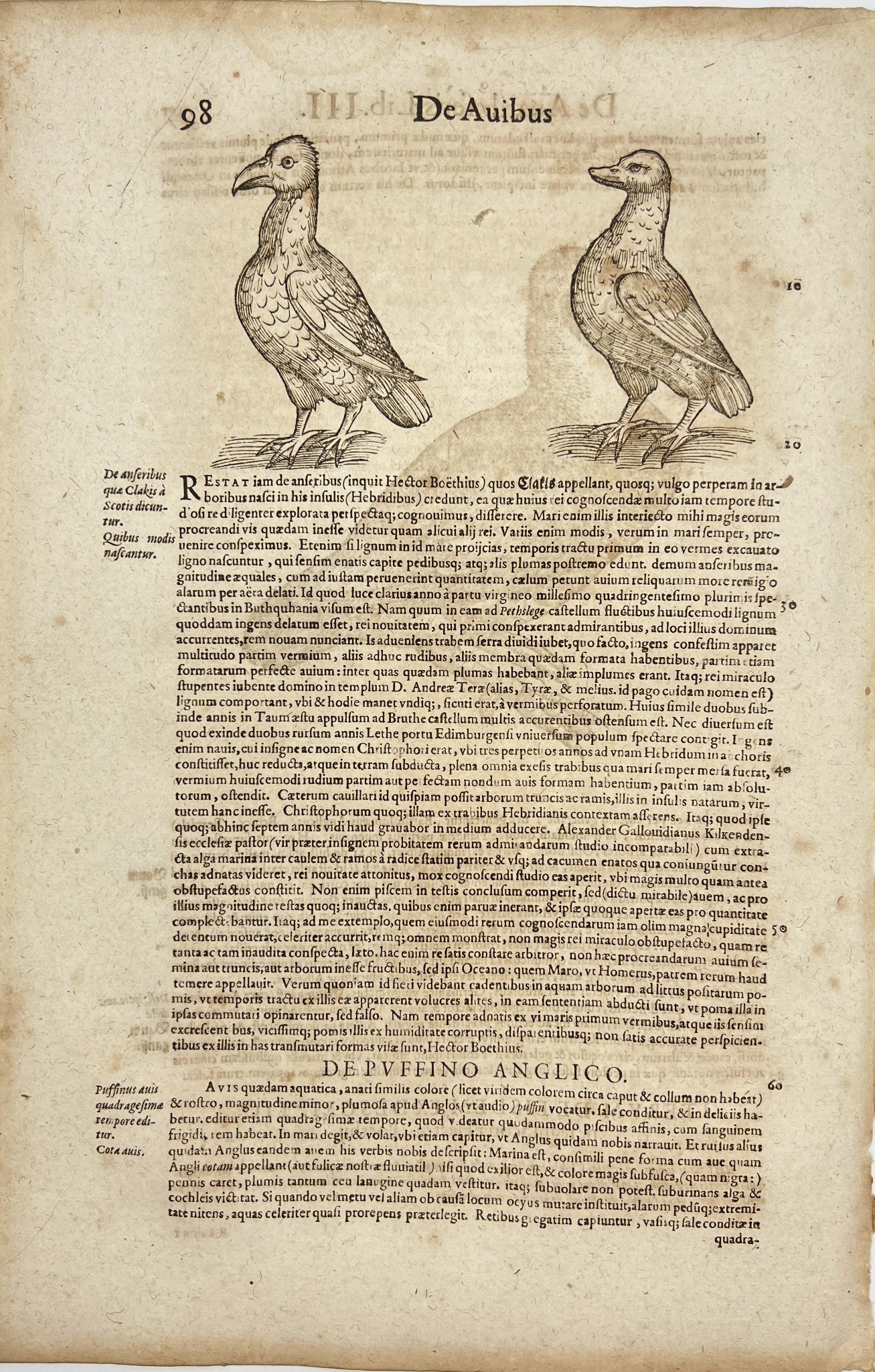 Original Print Woodcut - Ornithology - Bird - Zurich - Switzerland - Gessner