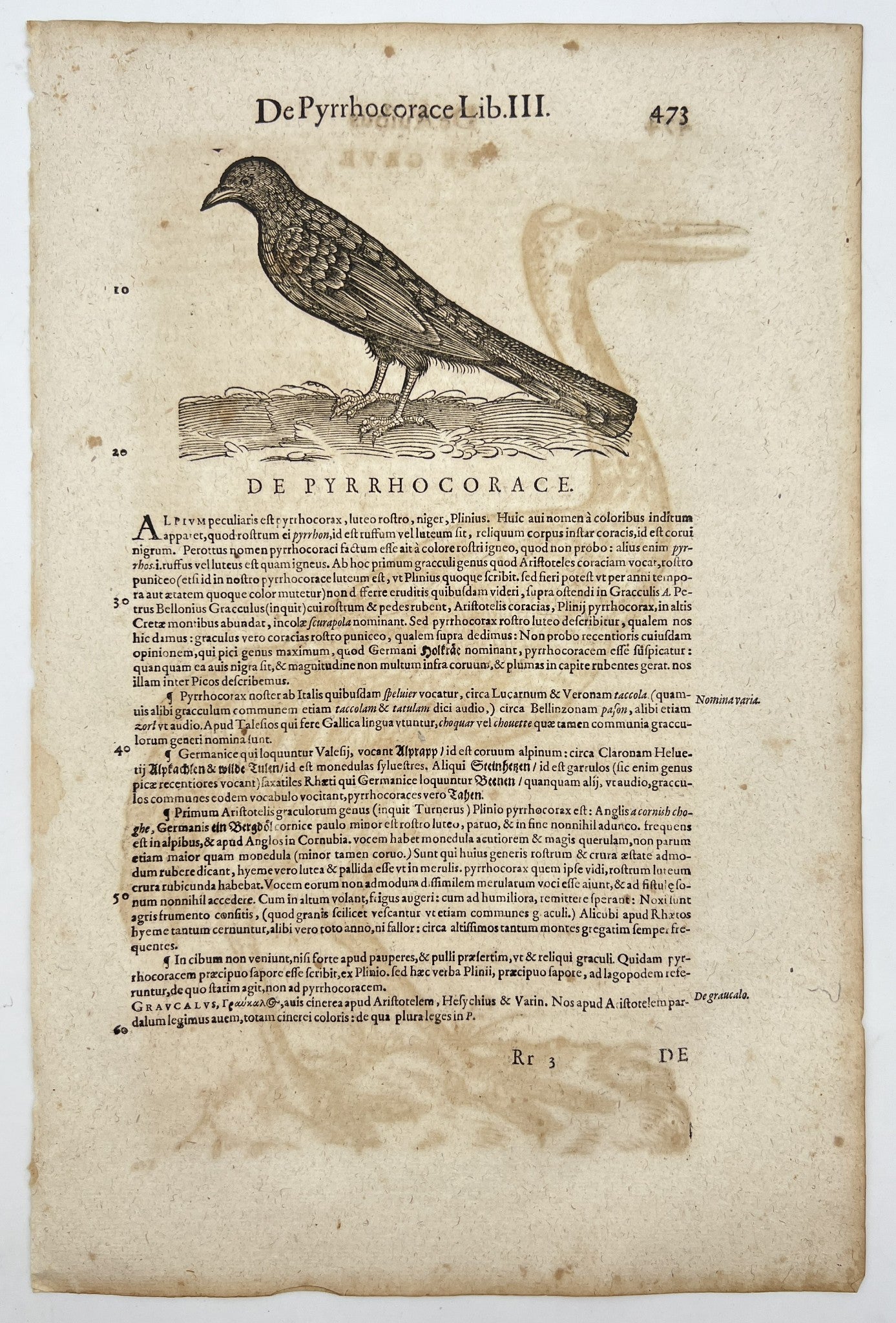 Woodcut Print - Pyrrhocorax - Corvidae - Black Bird - Conrad Gessner - Zurich