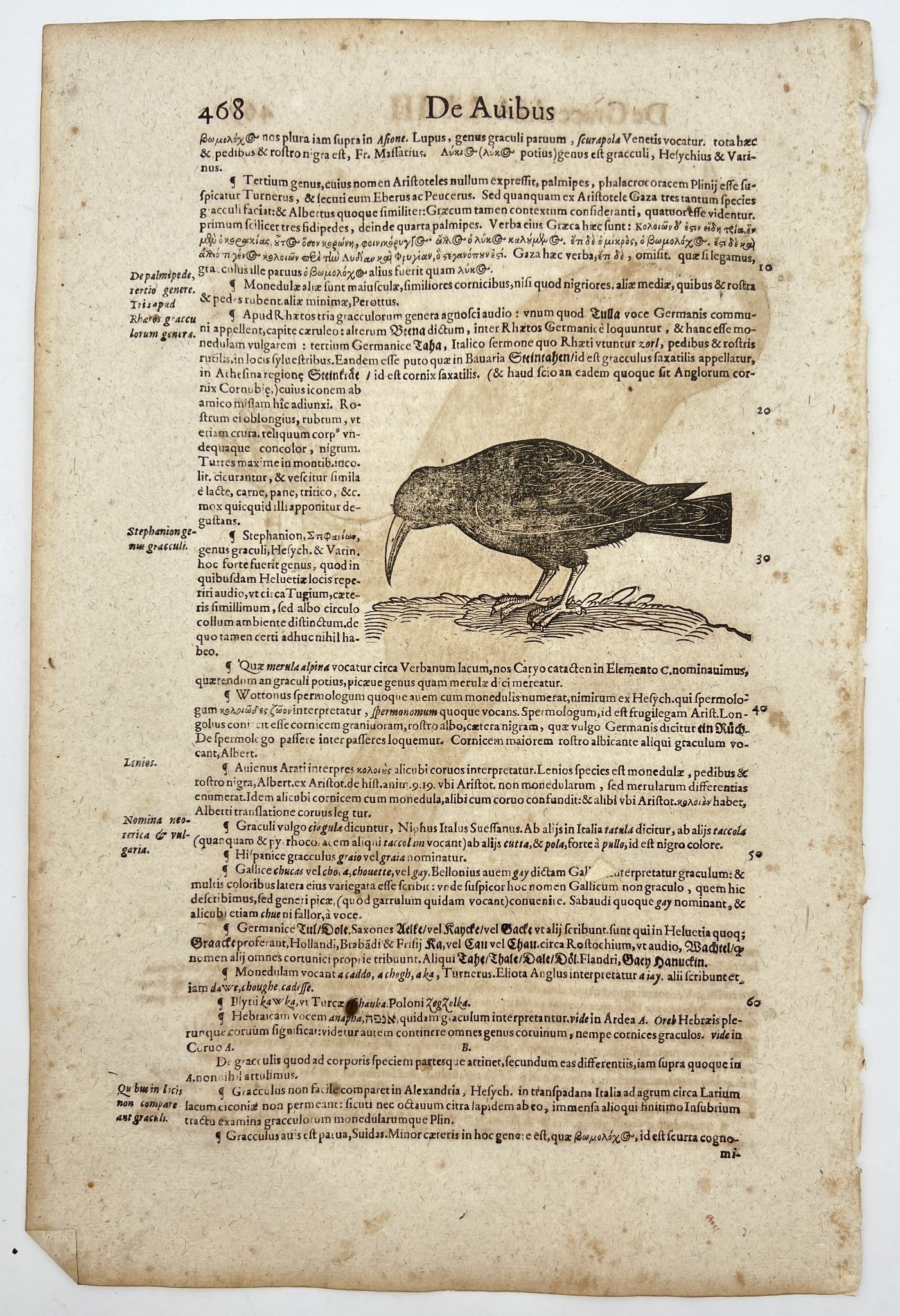 Original Print - Ornithology -Turdus Mreula - Blackbird Thrush - Conrad Gessner