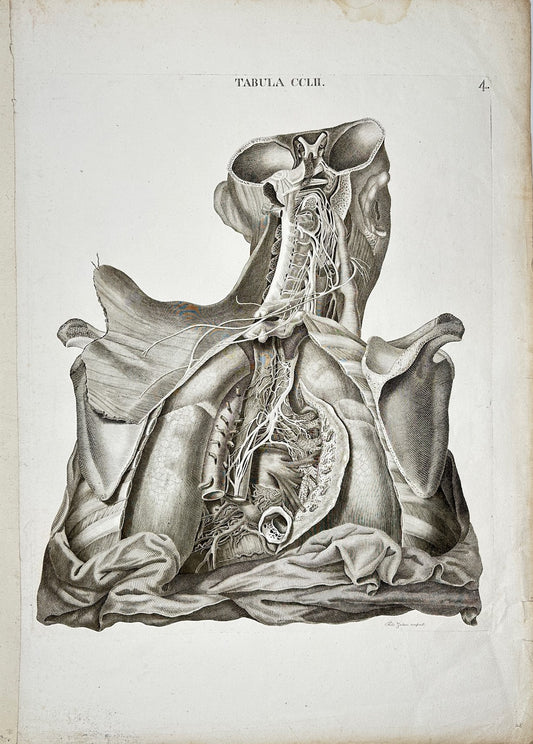 Original Print - Lymphatic Vessels and Glands of the Human Neck and Chest - 1813