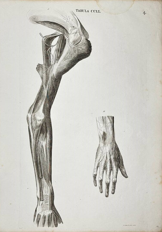 Original Print - Muscles and Bones of the Shoulder - Arm and Hand - A. Caldani