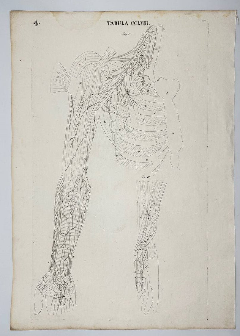 Antique Engraving - Anatomy Hands and Rib Сage - Skeleton - Antonio Caldani