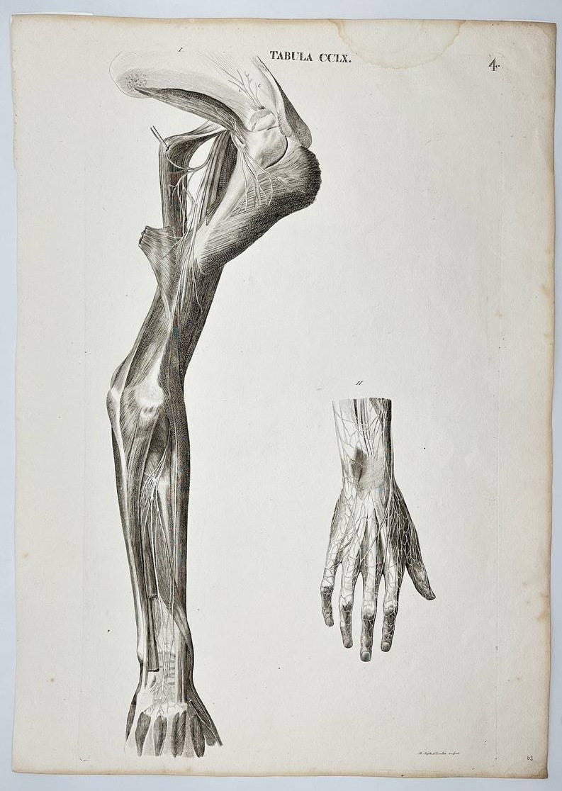 Original Print - Muscles and Bones of the Shoulder - Arm and Hand - A. Caldani