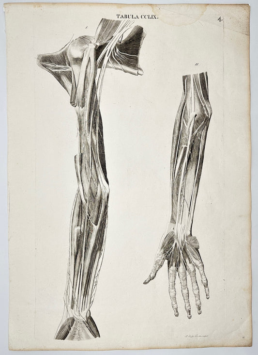 Original Print - Icones Anatomicae - Nerves of the Foream and Hand - Caldani