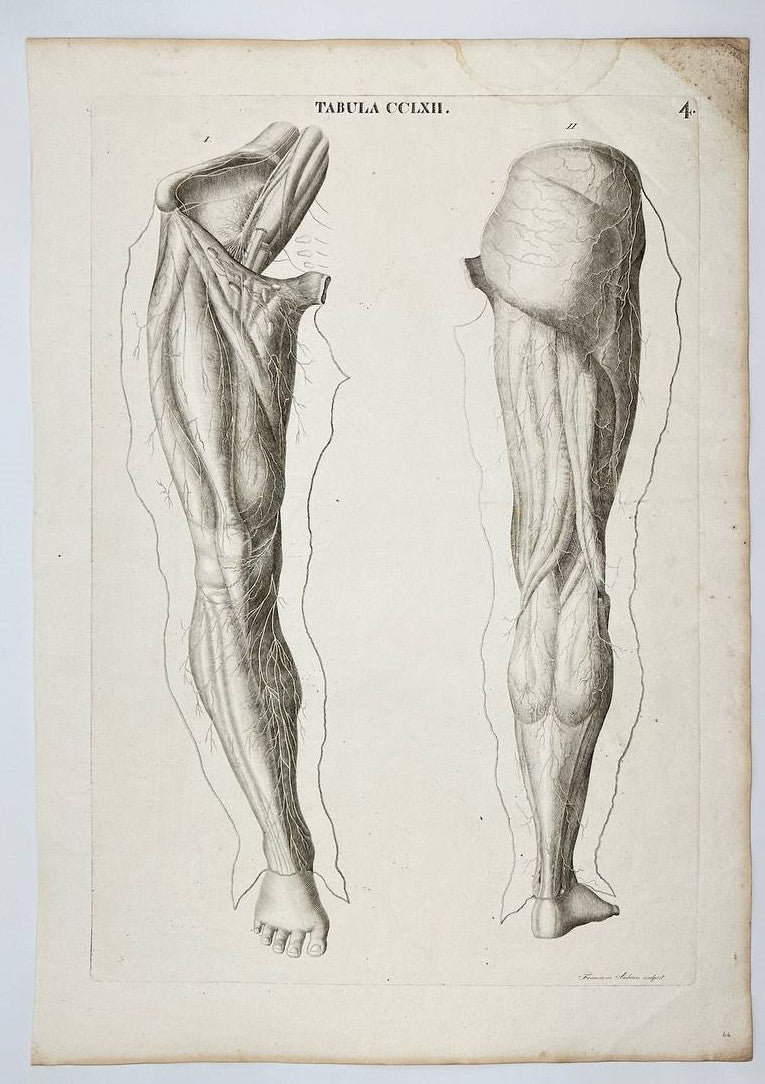 Rare Print - Muscles of the Lower Leg - Two Figures of Ecorché Legs and Feet