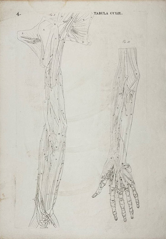 Anatomical Engraving - Icones Anatomicae - Lymphatic System of the Arms - 1813