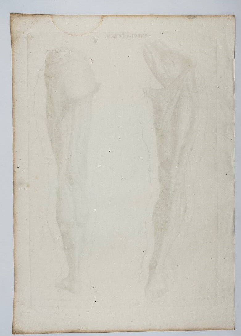 Rare Print - Muscles of the Lower Leg - Two Figures of Ecorché Legs and Feet