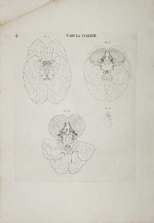 Antique Engraving - Human Brains - Anatomy and Physiology - Icones Anatomicae