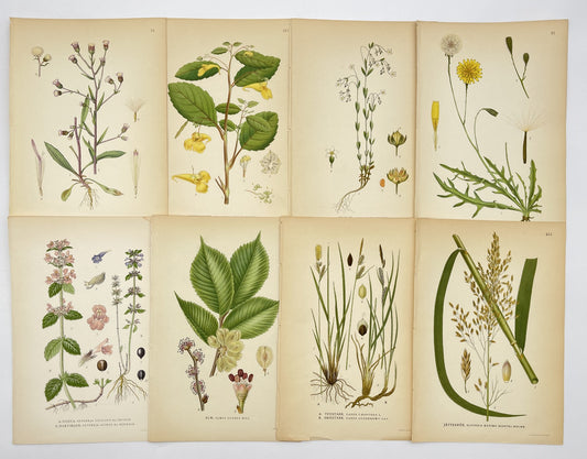 Vintage Print -Botanical Art - Antique Flower Print - Lot of 8 Prints - Tuvstarr - Dahlströms Fine Art
