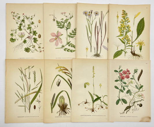 Vintage Print -Botanical Art - Antique Flower Print - Lot of 8 Prints - Dahlströms Fine Art