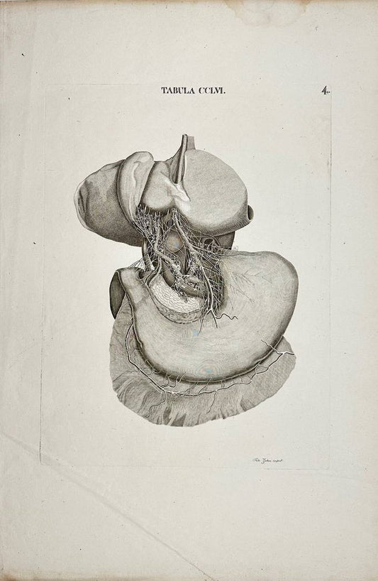 Antique Print - Nerves of the Liver - Gall Bladder - Pancreas and Stomach - 1813