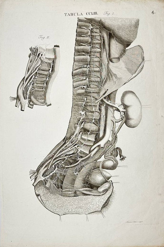 Rare Print - Spine Nerves - Cross Section Showing the Nerves of the Spine - 1813