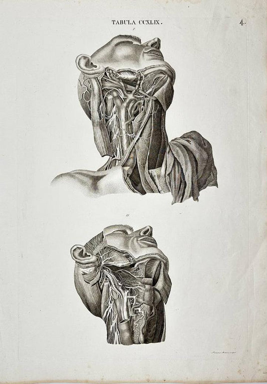 Rare Print - Anatomical Plate of Human Head and Neck Showing Internal Structures