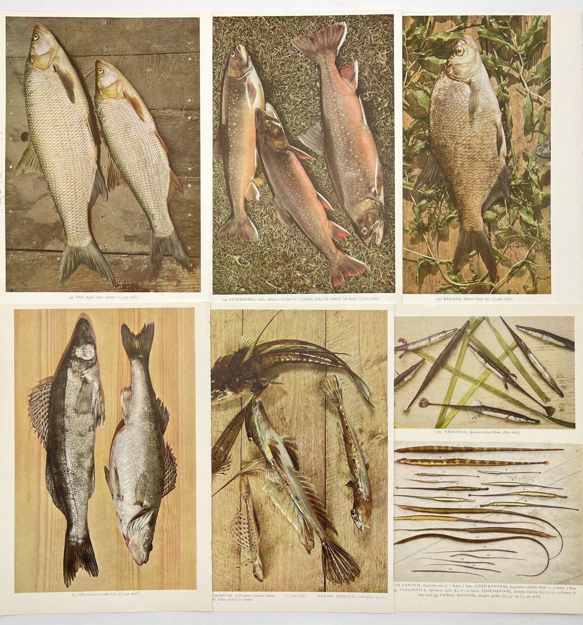 Antique Print - Fish Print - Northern Fish - Karl Andersson - Lot of 12 Prints - Dahlströms Fine Art