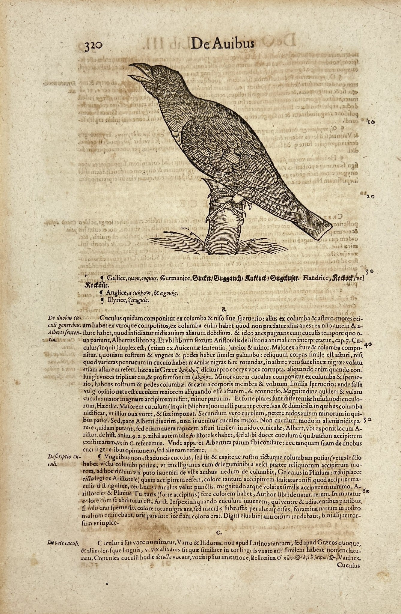 Masterful Woodcut Print - Cuckoo - Cuckoos - Cuculidae - Cuculiformes - Bird
