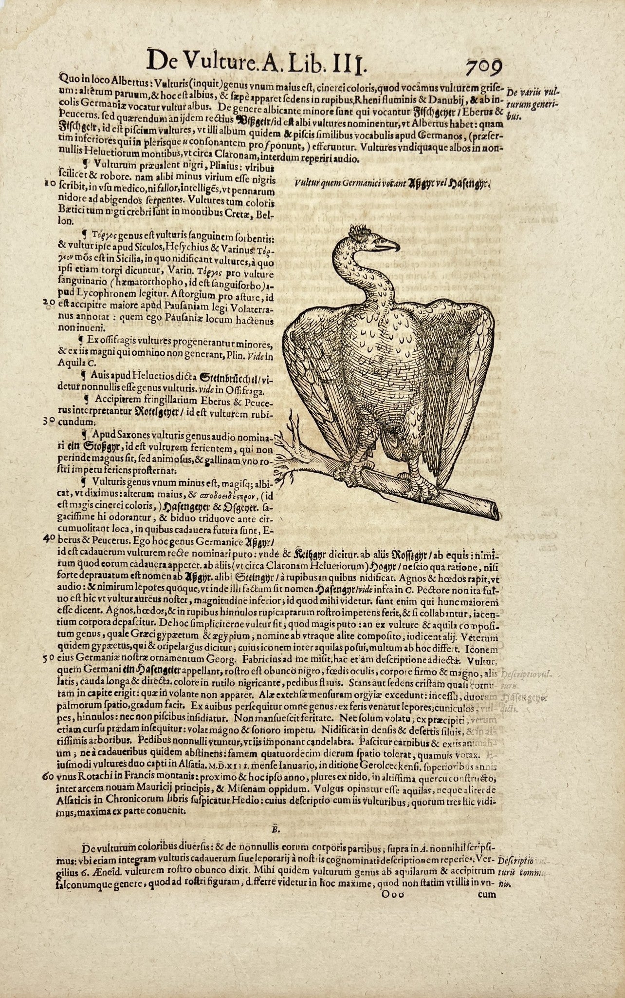 Old Woodcut Print - Bearded Vulture - Gypaetus Barbatus - Bird of Prey - Aves