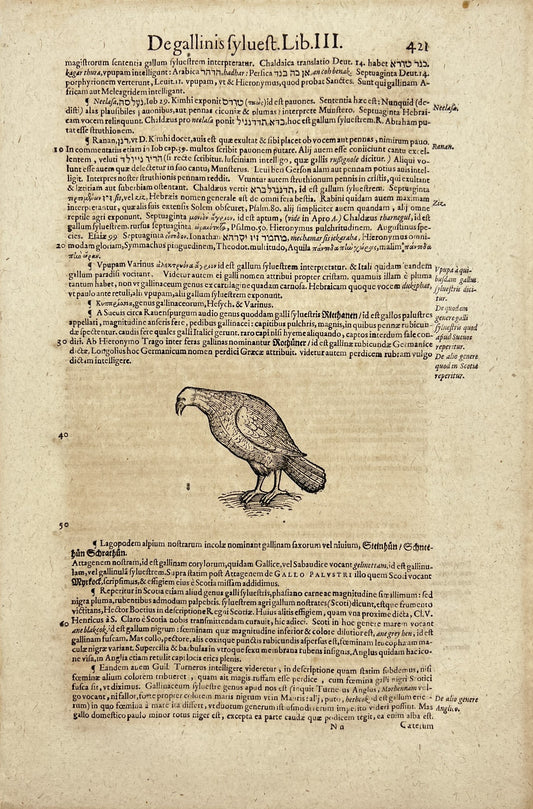Original Print - Falcon - Aves - Birds of Prey - Conrad Gessner - Switzerland
