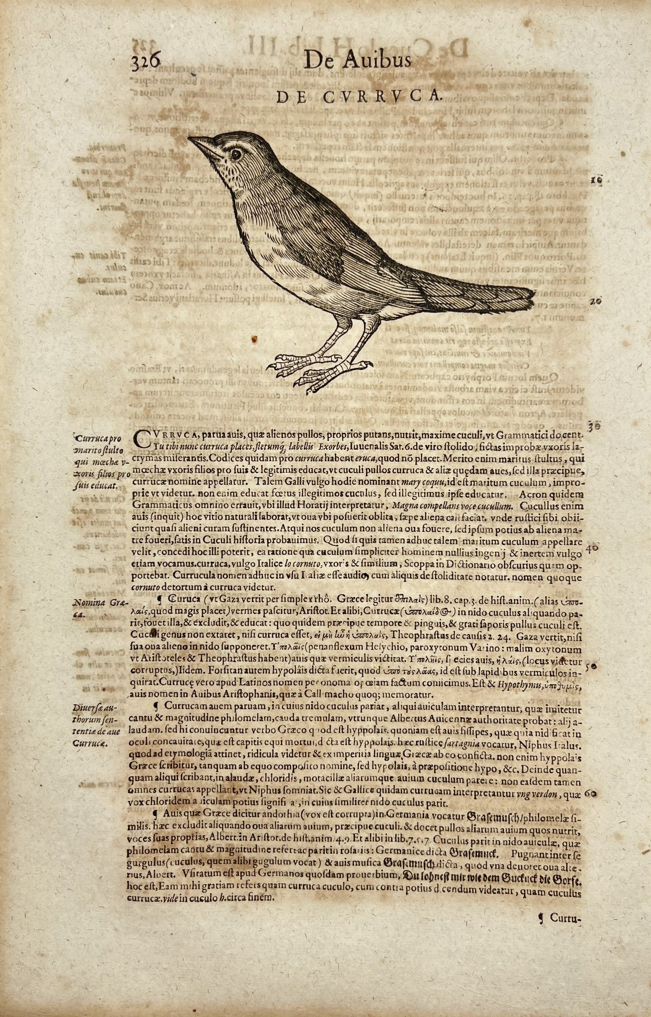 Masterful Woodcut Print - Lesser Whitethroat - Rallidae - Waterbird - Amaurornis