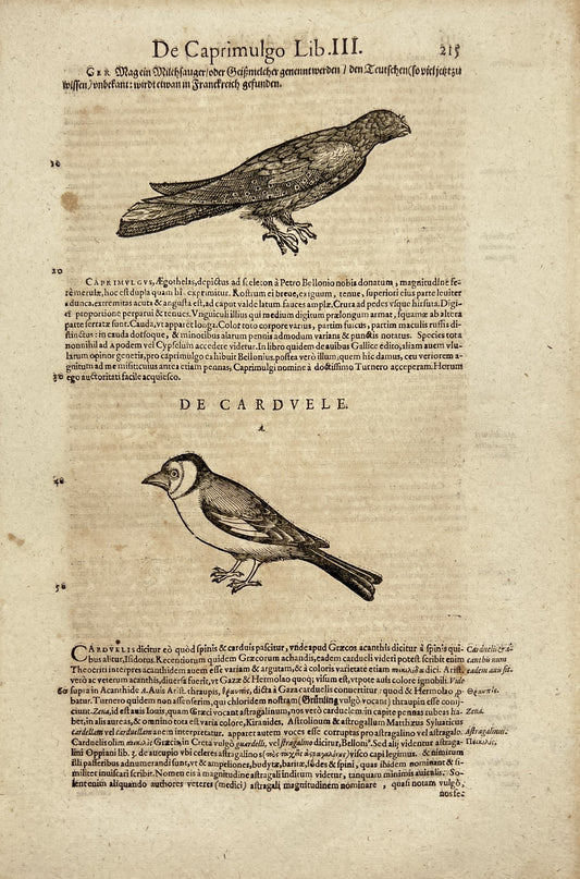 Original Print - Charadrius - Piping Plover - Sparrow Sized Shorebird - Aves
