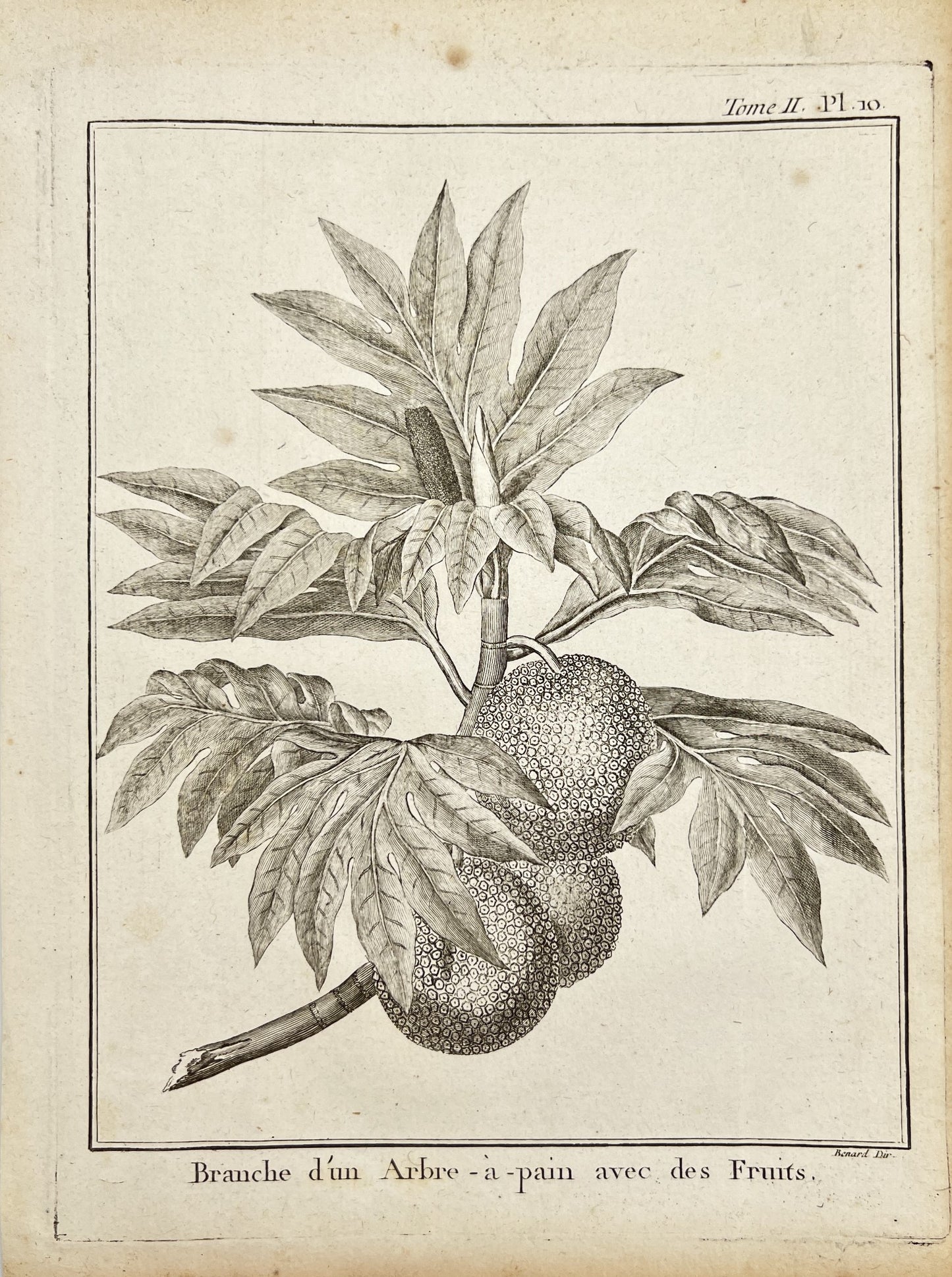 Antique Engraving - Voyage of James Cook - Breadfruit Tree - Pacific Cultures